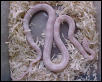 Snow Corn Female