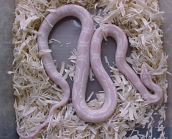 Snow Corn Female