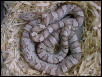 Silver Queen Ghost Corn