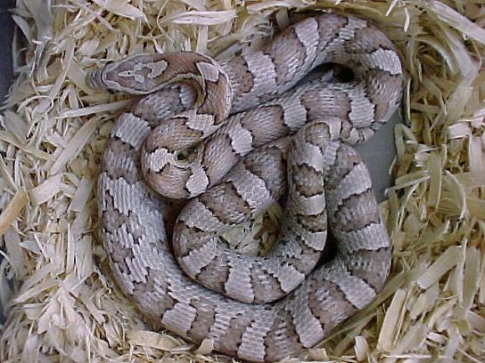 Silver Queen Ghost Corn