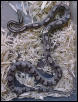 Anerythristic {A}/Motley Corn