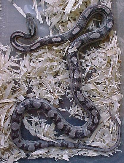 Anerythristic {A}/Motley Corn