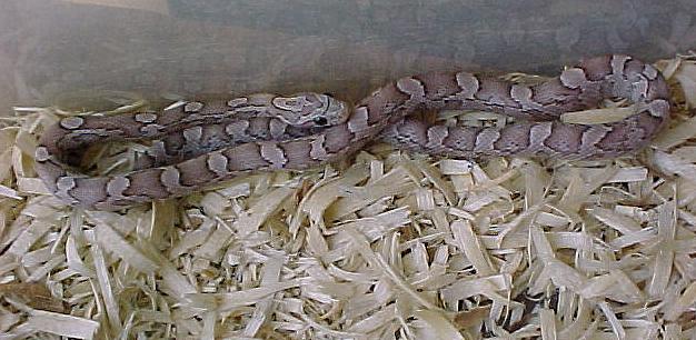 Charcoal Ghost Corn