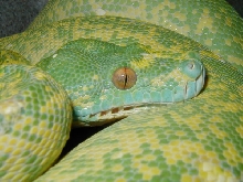 biak