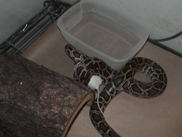 eating