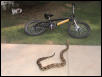 boa and bike