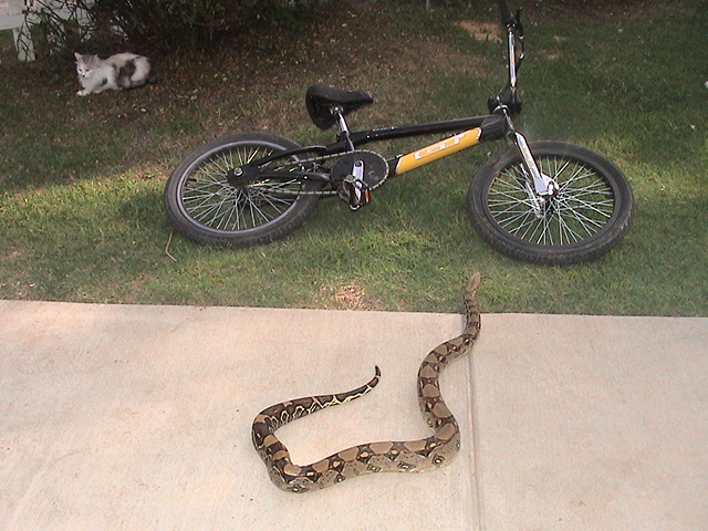 boa and bike
