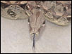 boa tounge pic