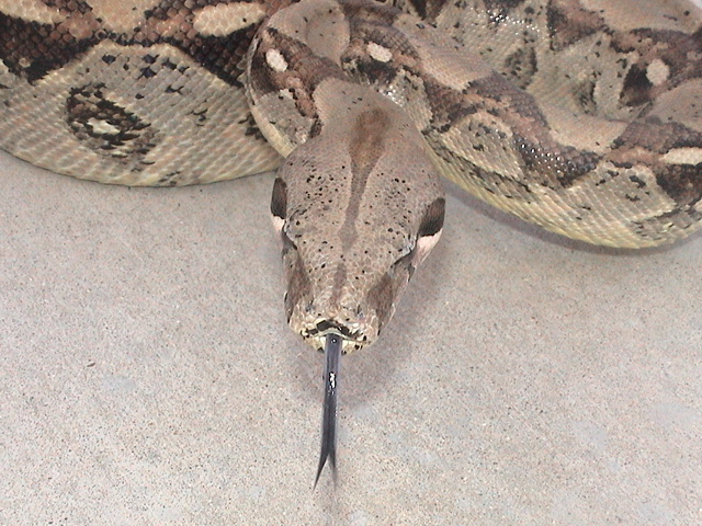 boa tounge pic