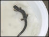 salamander