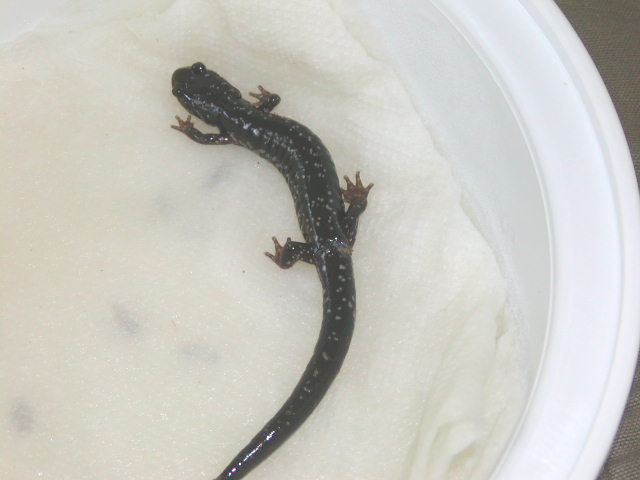 salamander