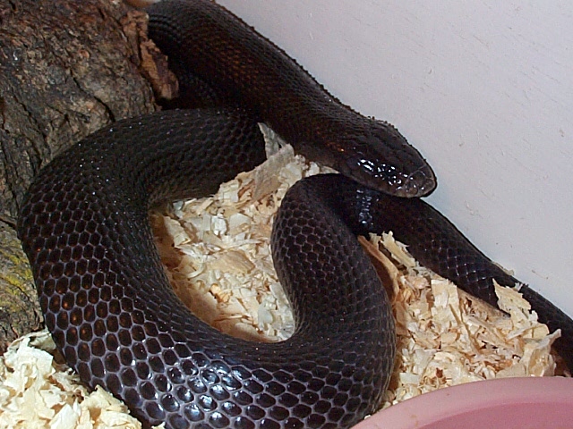 Walterinnesia aegyptia
