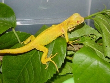 albino