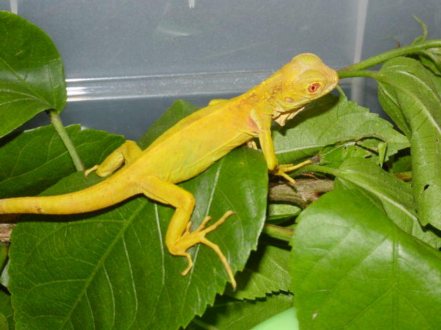 albino