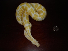albino