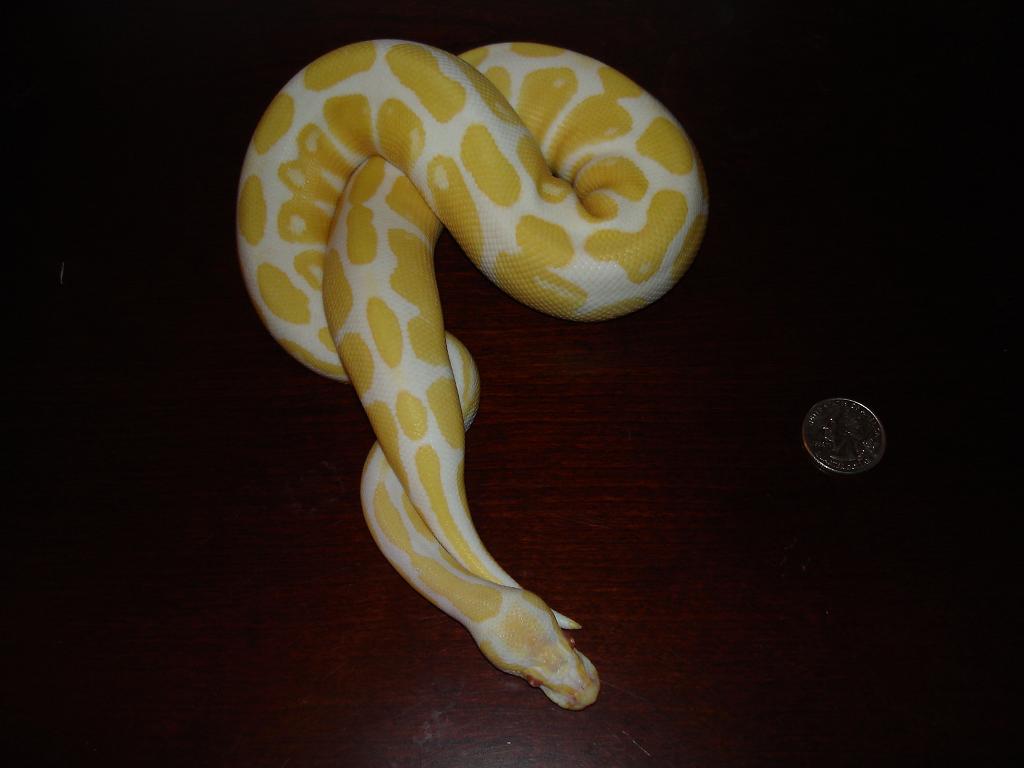 albino