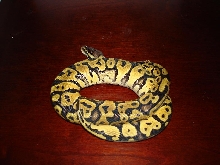 lemon pastel
