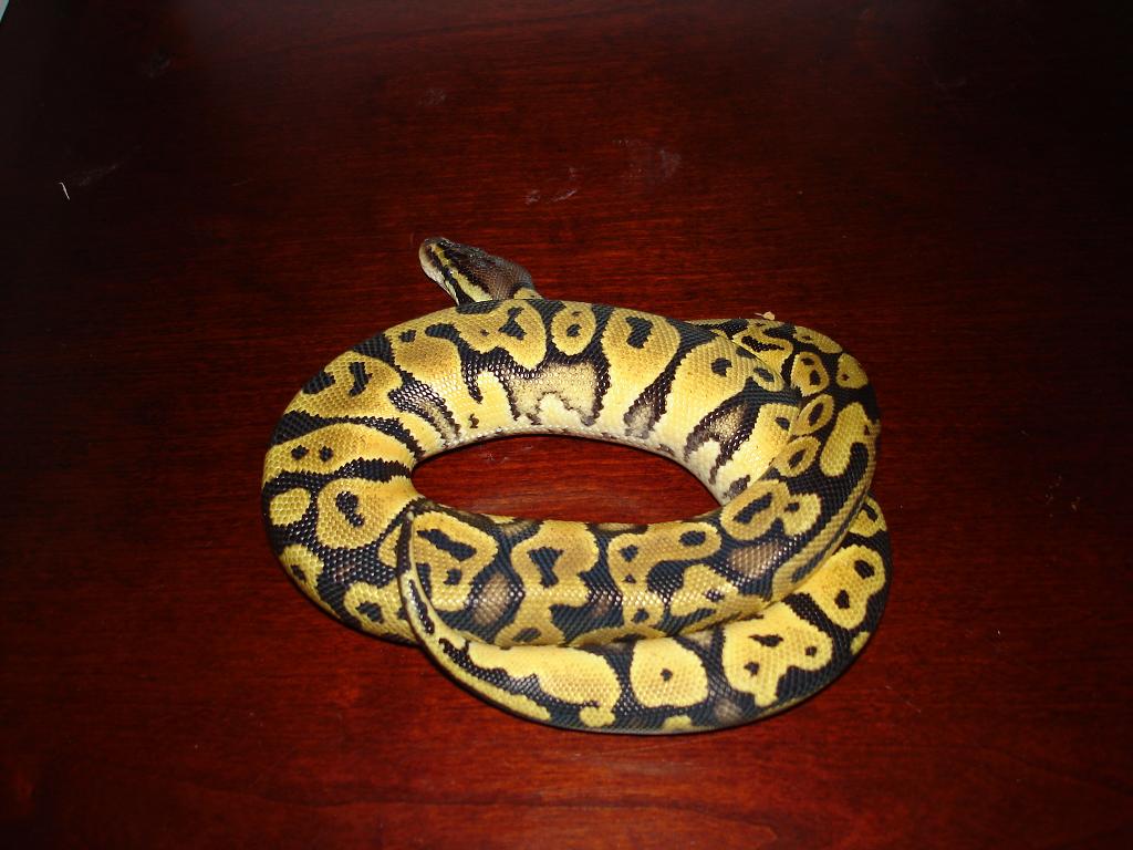 lemon pastel