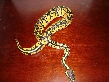 lemon pastel