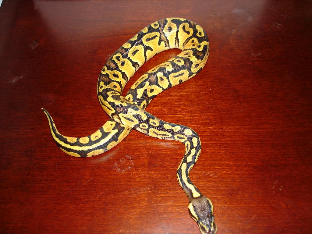 lemon pastel