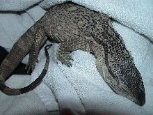 4 mon. Blackthroat