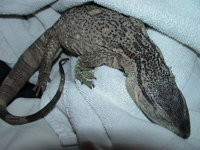 4 mon. Blackthroat