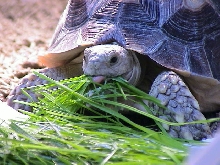 my young Sulcata feeding :)
