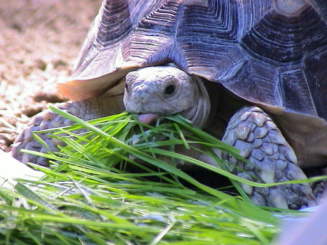 my young Sulcata feeding :)