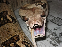 otis again