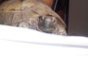 Goliath looking soo big!