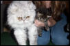 Sammy (persian) Madison (maine coon kitten)