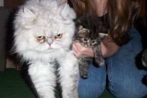 Sammy (persian) Madison (maine coon kitten)