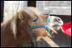 Little Dude my miniature horse