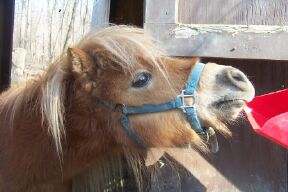 Little Dude my miniature horse