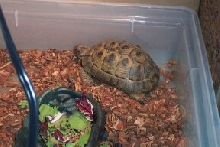 Goliath my moms Greek Tortise