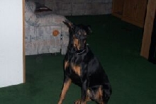 Kia my doberman