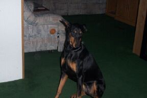 Kia my doberman