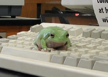 Dags the White's Tree Frog trying to get online