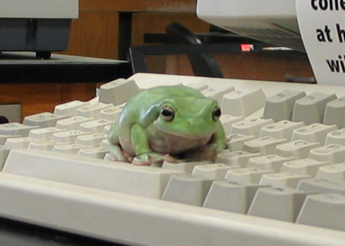 Dags the White's Tree Frog trying to get online