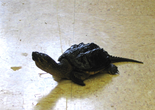 Ernest the Common Snapper looking regal