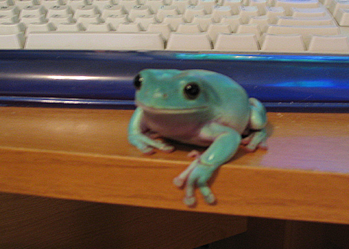 Galahad the White's Tree Frog about to pounce