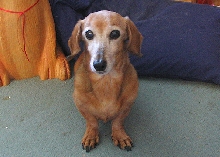 Ginger the Dachshund