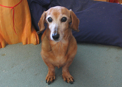 Ginger the Dachshund