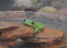 Puck the American Green Tree Frog resting