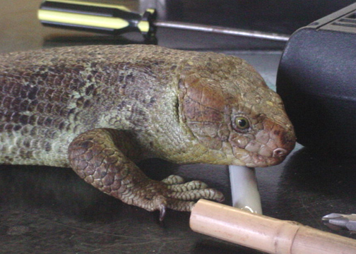 Solomon the Prehensile-Tailed Skink looking cute as ever!