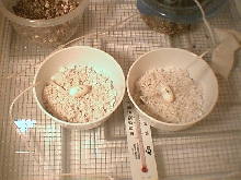 new eggs