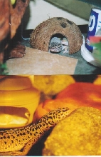 Too Cute