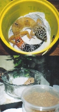 Dot and Zeek