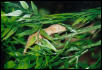 First Crested Gecko