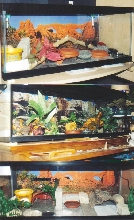 Three of my tanks
